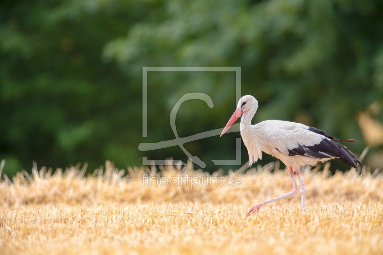 Bild-Nr.: 12090687 Storch erstellt von DirkR