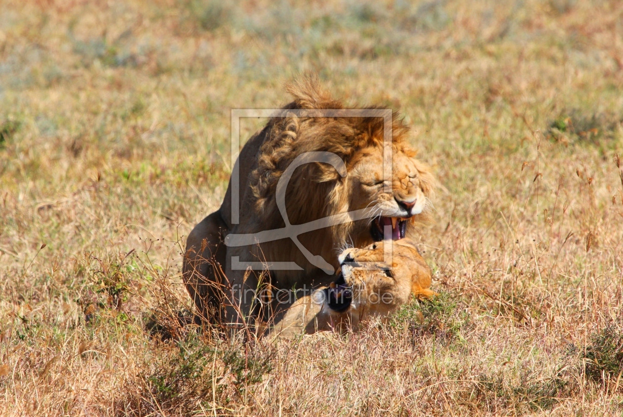 Bild-Nr.: 12092384 König der Tiere erstellt von det-mil