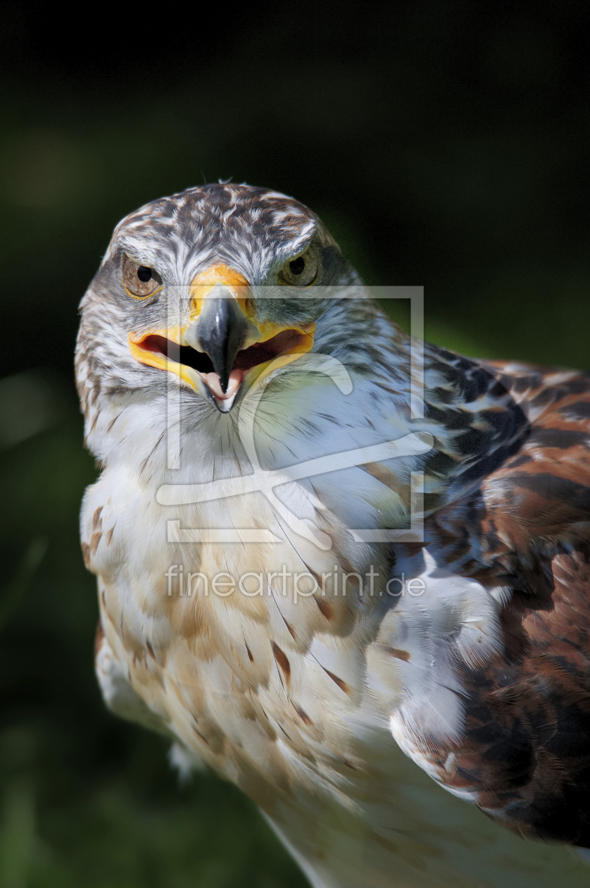 Bild-Nr.: 12092842 Rauhfußbussard erstellt von Bilderbastlers