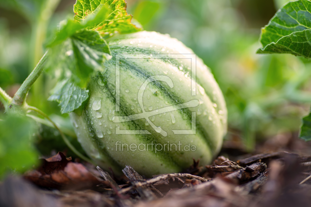 Bild-Nr.: 12093397 Feine Melone im Garten erstellt von Tanja Riedel