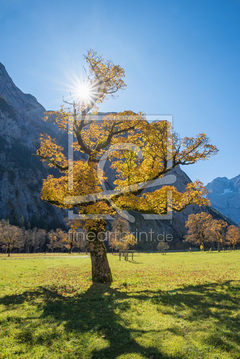 Bild-Nr.: 12093989 Ahornbaum im Karwendel  erstellt von SusaZoom