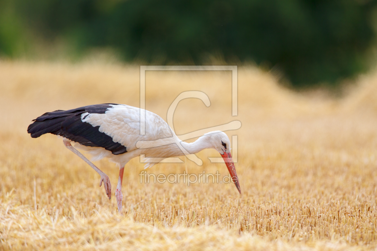 Bild-Nr.: 12094202 Storch auf Stoppelfeld erstellt von DirkR