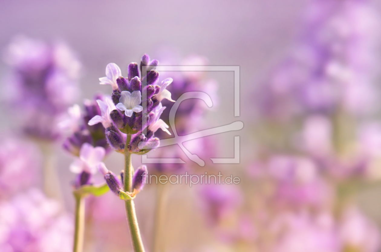 Bild-Nr.: 12094861 Lavendel erstellt von Atteloi