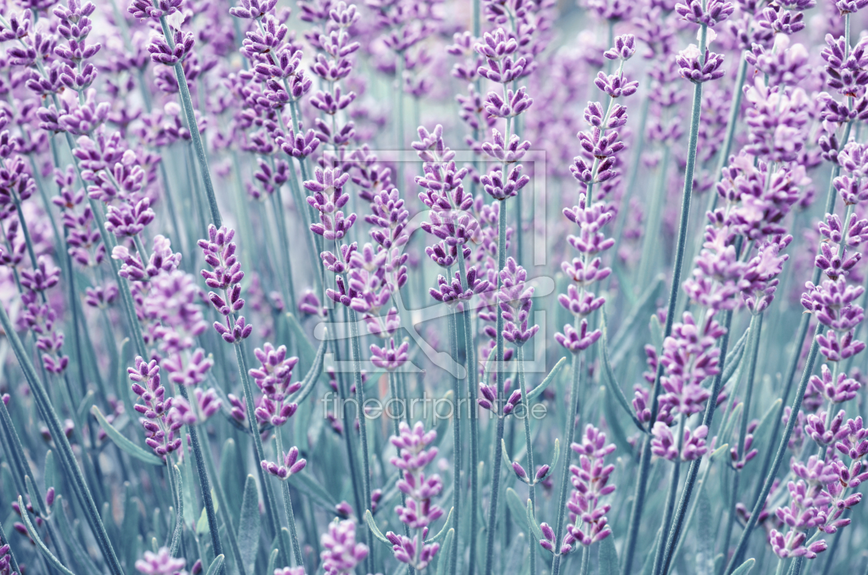 Bild-Nr.: 12095352 Lavendel erstellt von Atteloi