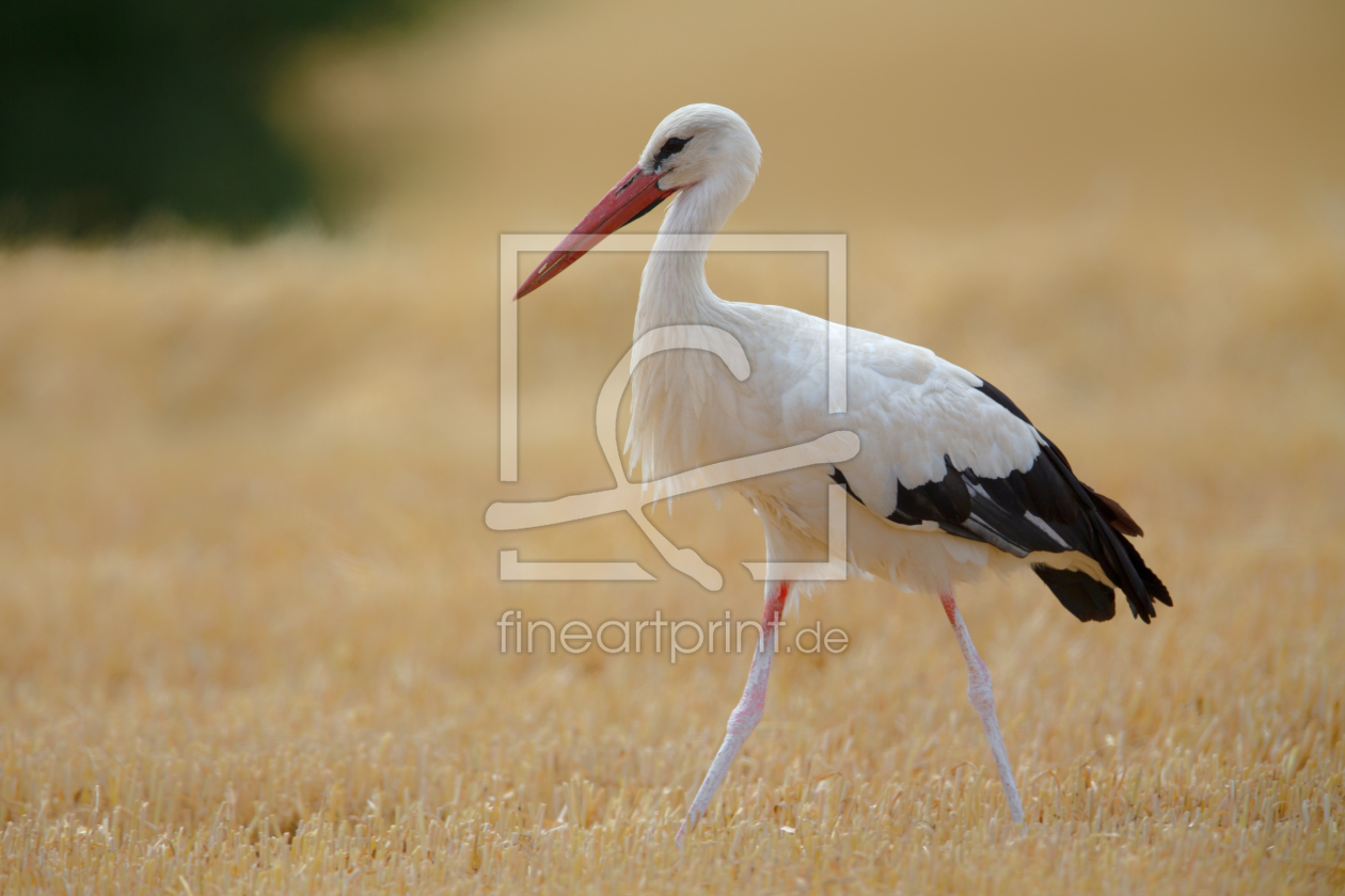 Bild-Nr.: 12096146 Storch erstellt von DirkR