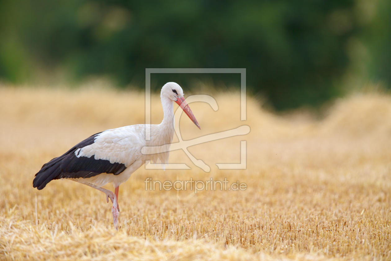 Bild-Nr.: 12096419 Storch auf Stoppelfeld erstellt von DirkR