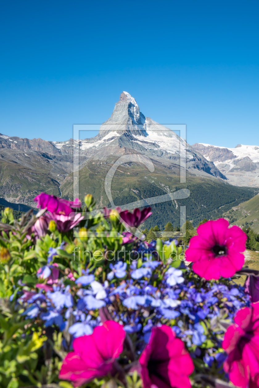 Bild-Nr.: 12096606 Matterhorn mit Blumenwiese im Frühling erstellt von eyetronic