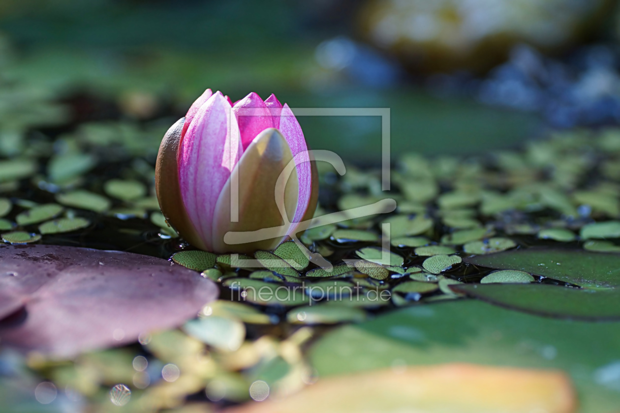 Bild-Nr.: 12098415 Water lily erstellt von youhaveadream