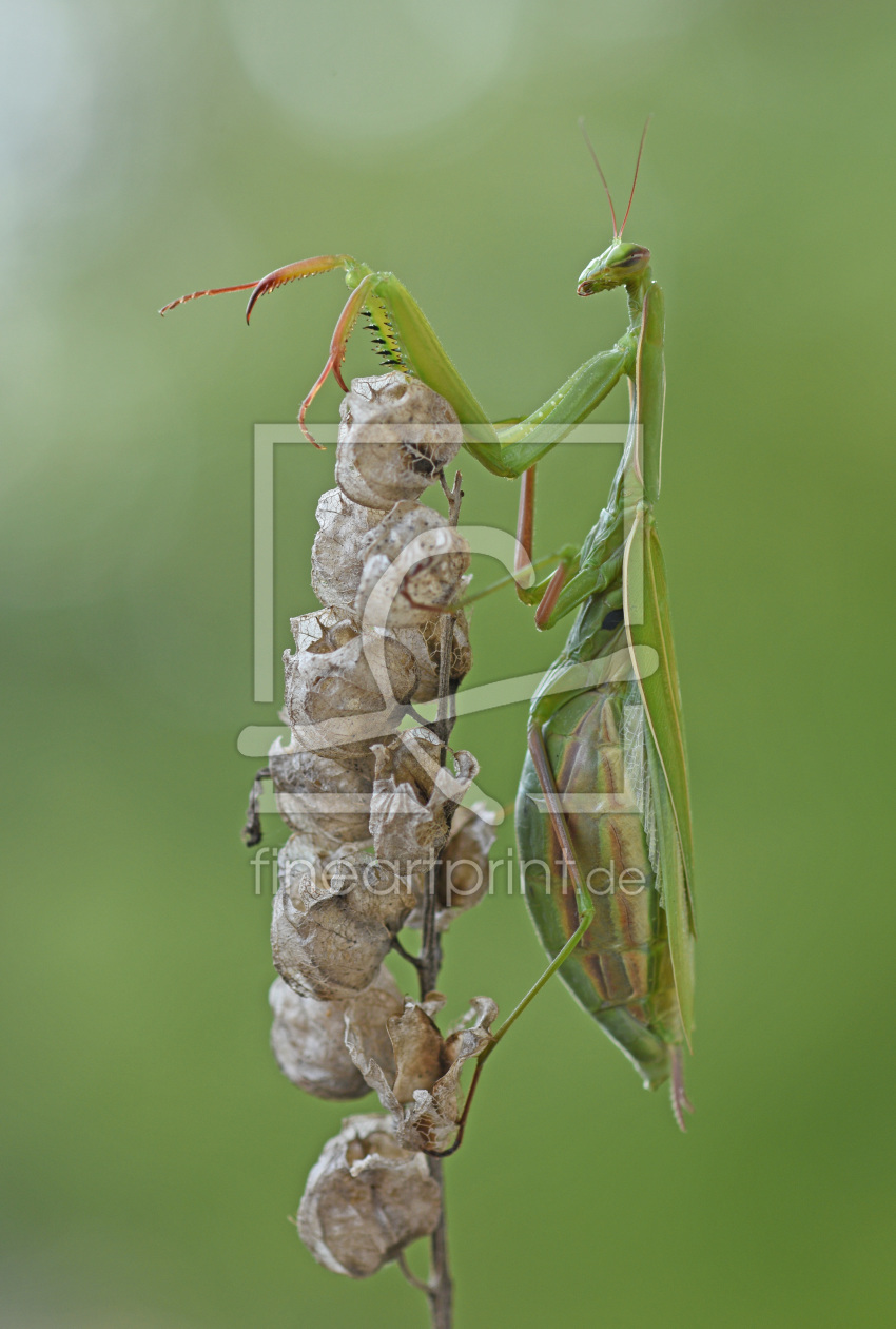 Bild-Nr.: 12098451 Mantis religiosa erstellt von GUGIGEI