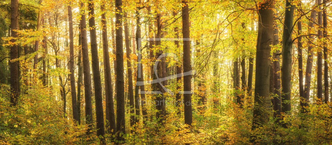 Bild-Nr.: 12101741 Wald im sonnigen Herbst erstellt von luxpediation
