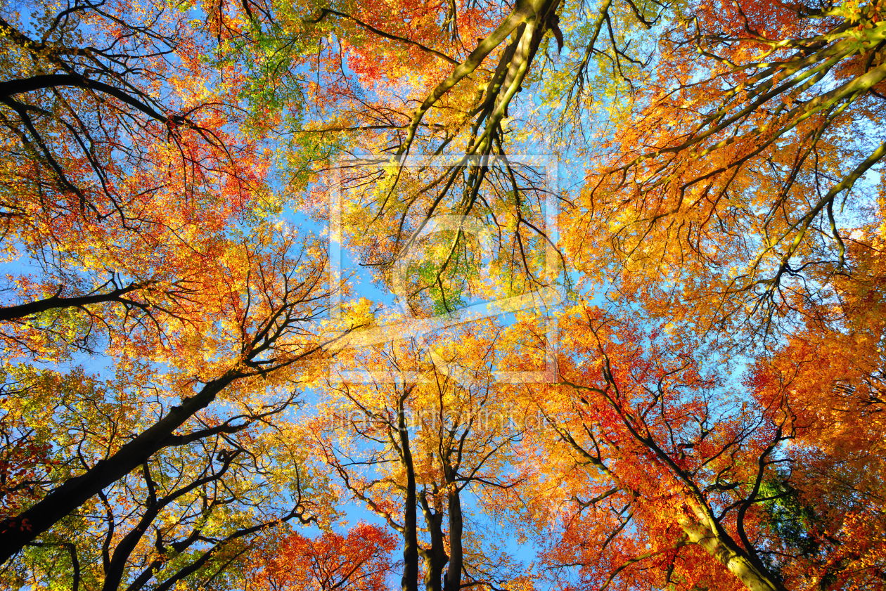 Bild-Nr.: 12103810 Bunte herbsliche Baumkronen im blauem Himmel erstellt von Smileus