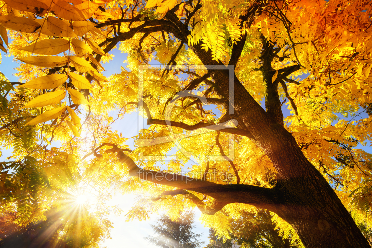 Bild-Nr.: 12103813 Autumn sun illuminating vibrant yellow foliage erstellt von Smileus