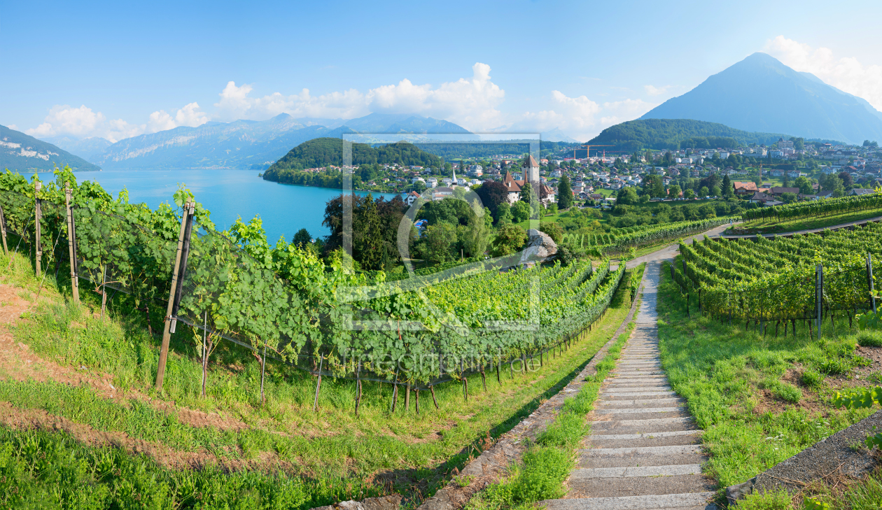 Bild-Nr.: 12103877 Rebberg Blick auf Spiez und die Berner Alpen erstellt von SusaZoom