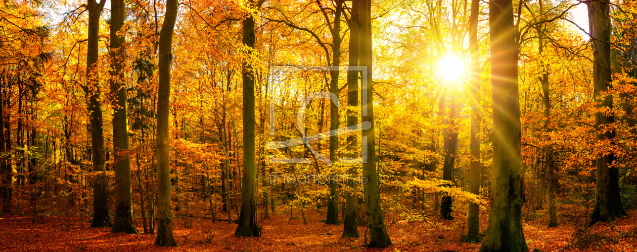 Bild-Nr.: 12104123 Goldenes Waldpanorama im Herbst erstellt von Smileus