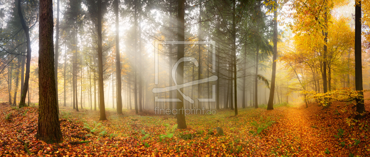 Bild-Nr.: 12104127 Nebeliger Herbstwald im weichem Sonnenlicht erstellt von Smileus