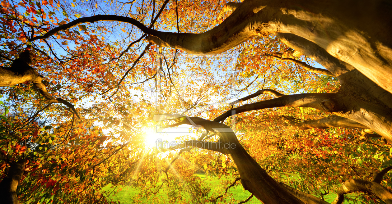 Bild-Nr.: 12104129 Herbstliche Sonne strahlt durch großen Baum erstellt von Smileus