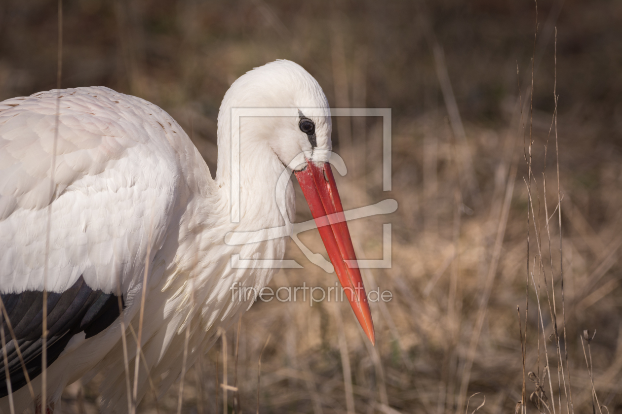 Bild-Nr.: 12104344 Storch  Portrait erstellt von luxpediation