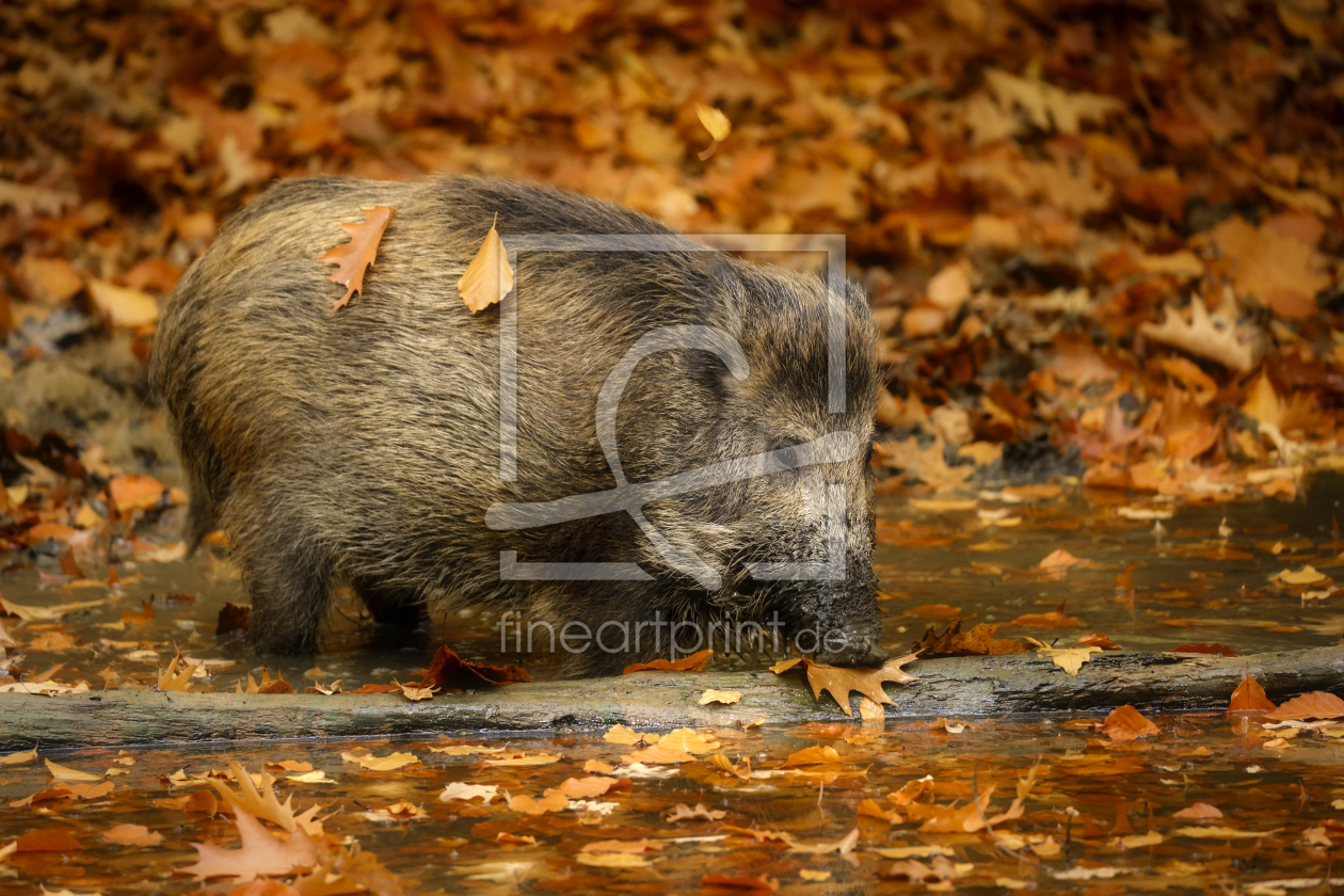 Bild-Nr.: 12104552 herbstlich geschmücktes Wildschwein erstellt von Daniela Beyer