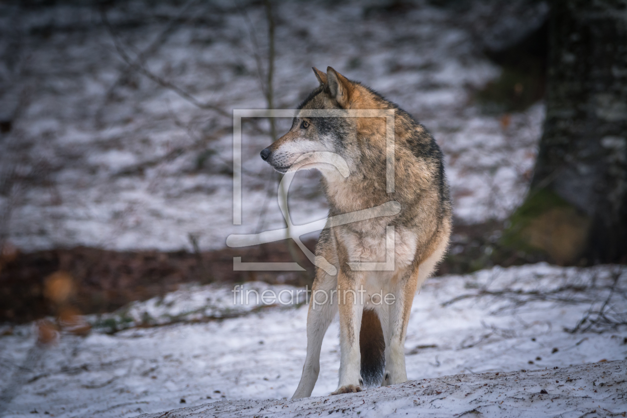 Bild-Nr.: 12104606 Wolf im Winter erstellt von luxpediation