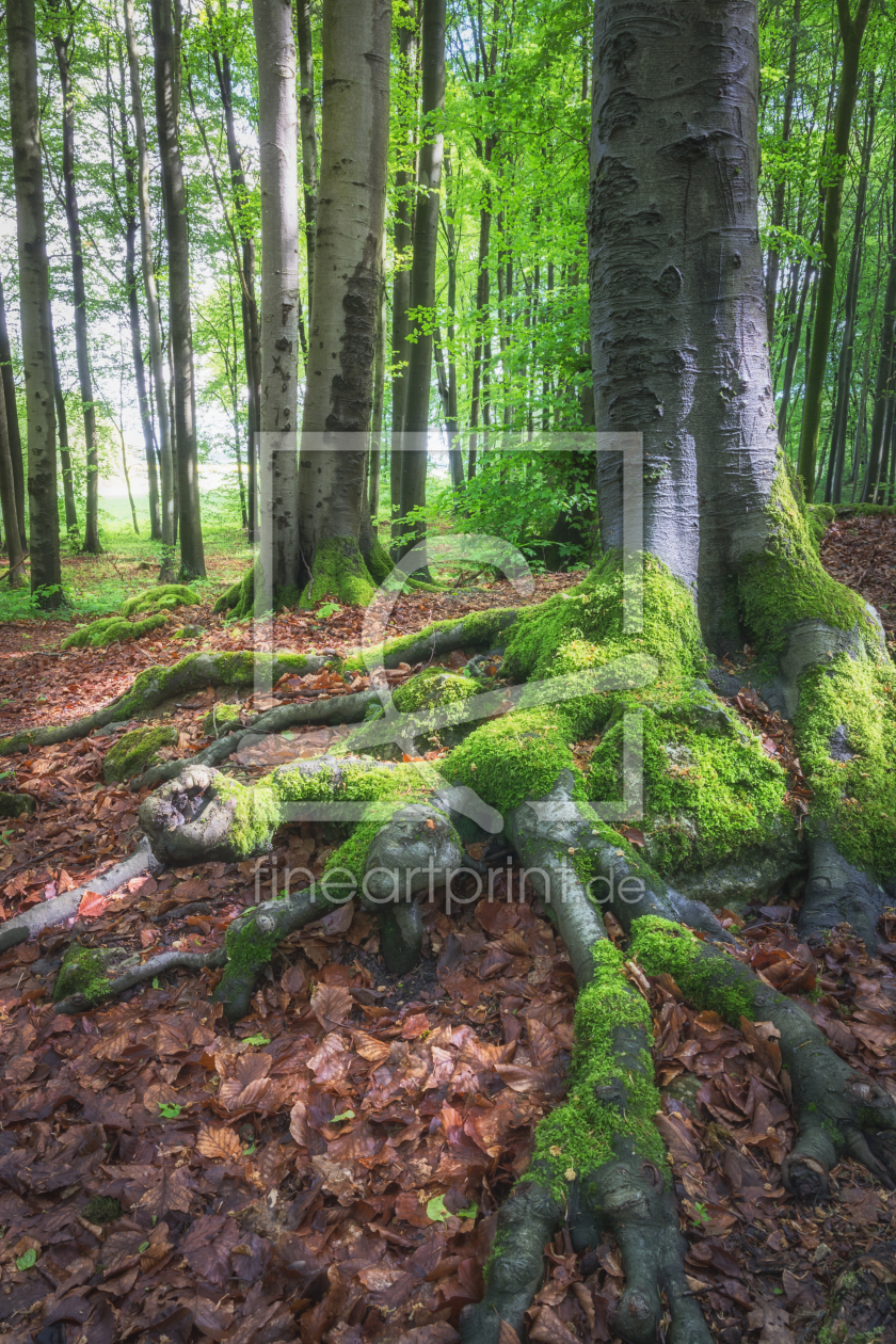 Bild-Nr.: 12105371 Baumwurzel im grünen Urwald erstellt von luxpediation