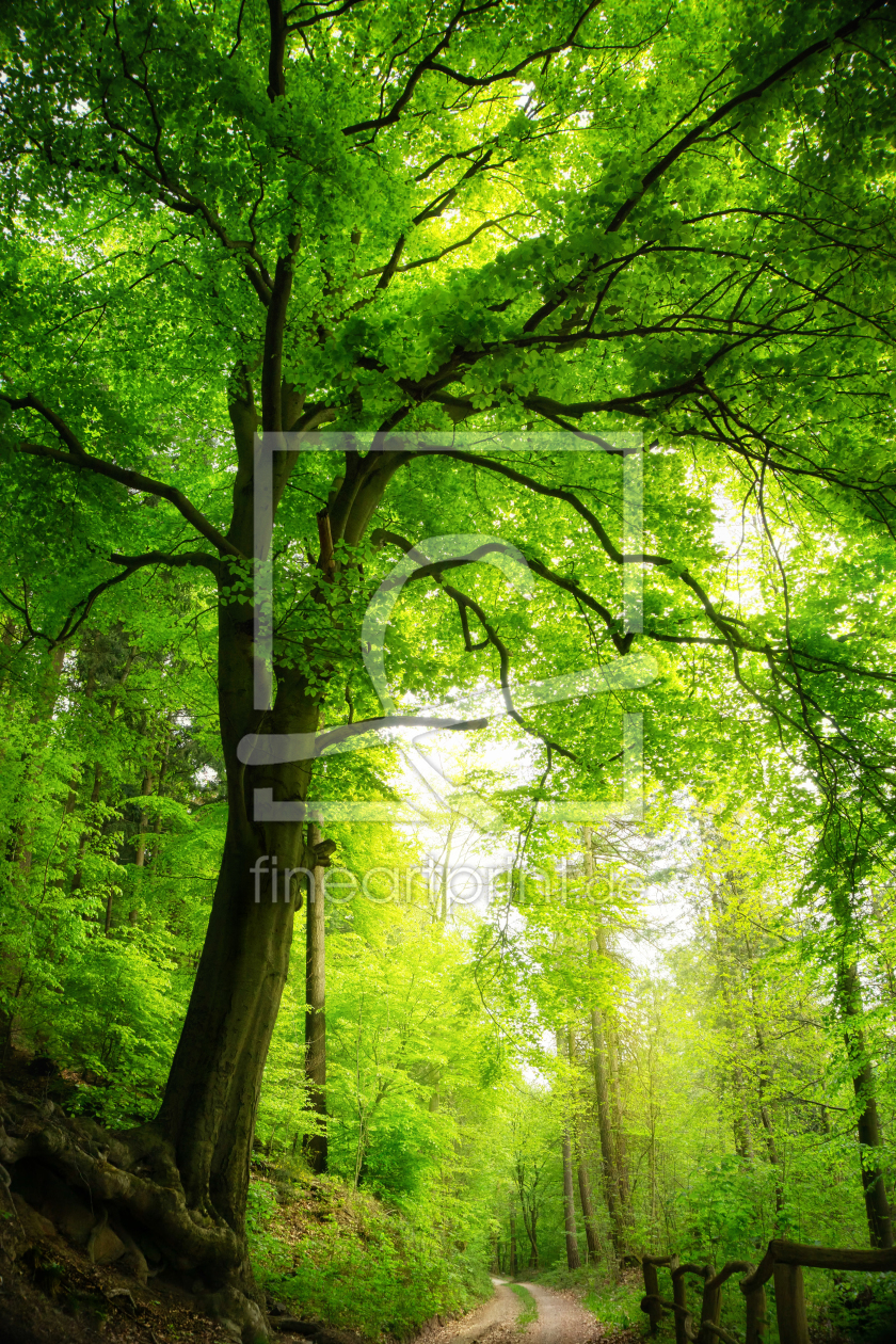 Bild-Nr.: 12105385 Majestätischer Baum im grünen Wald erstellt von Smileus