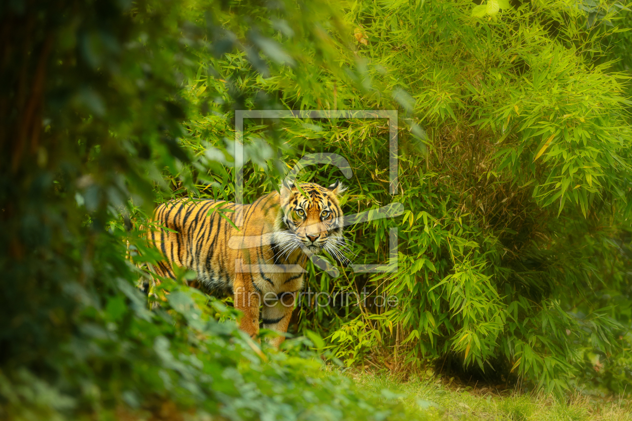 Bild-Nr.: 12105592 Sumatra-Tiger erstellt von Thomas Herzog