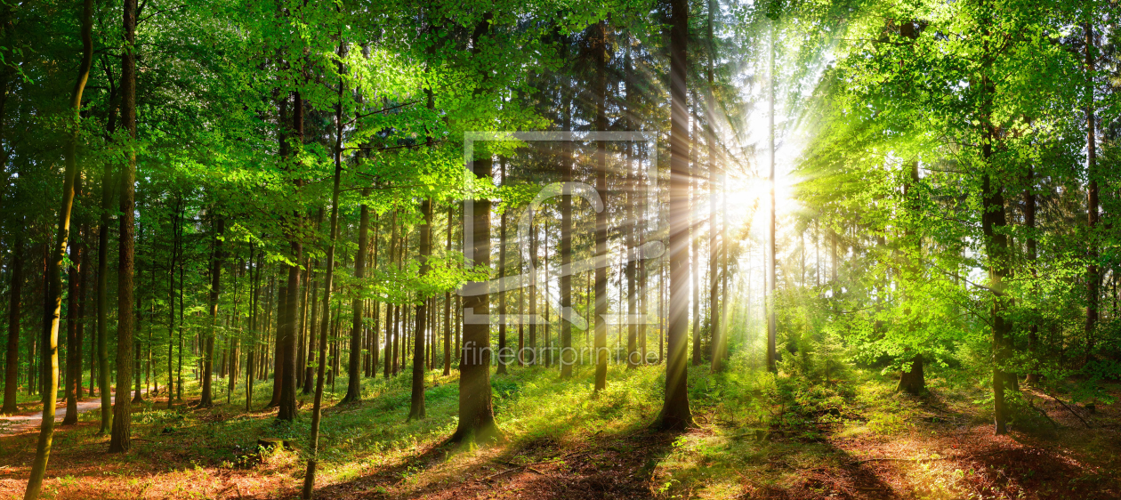 Bild-Nr.: 12105614 Sonnenstrahlen im grünen Wald erstellt von Smileus