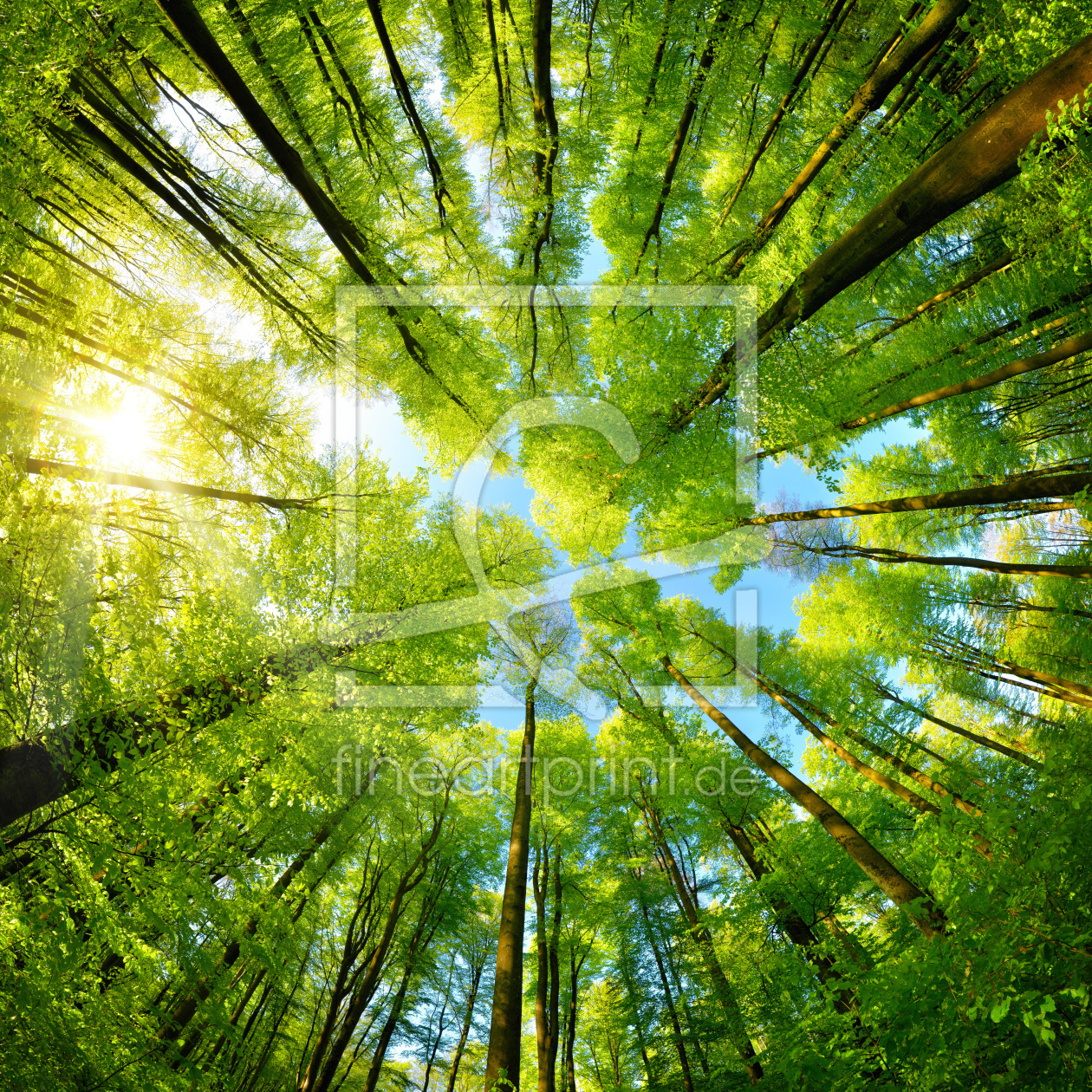 Bild-Nr.: 12105641 Sphärisches Panorama im Wald erstellt von Smileus