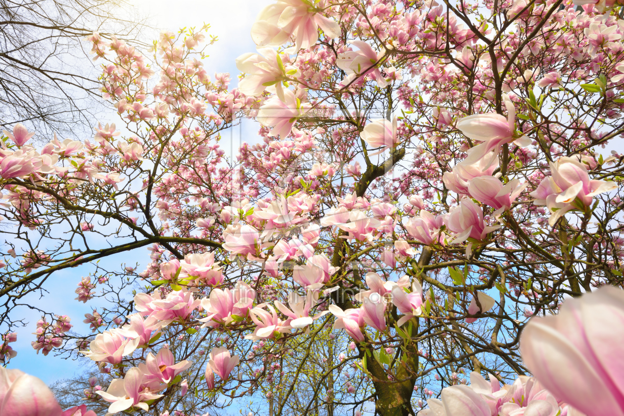 Bild-Nr.: 12106135 Magnolienblüten in der Frühlingssonne erstellt von Smileus