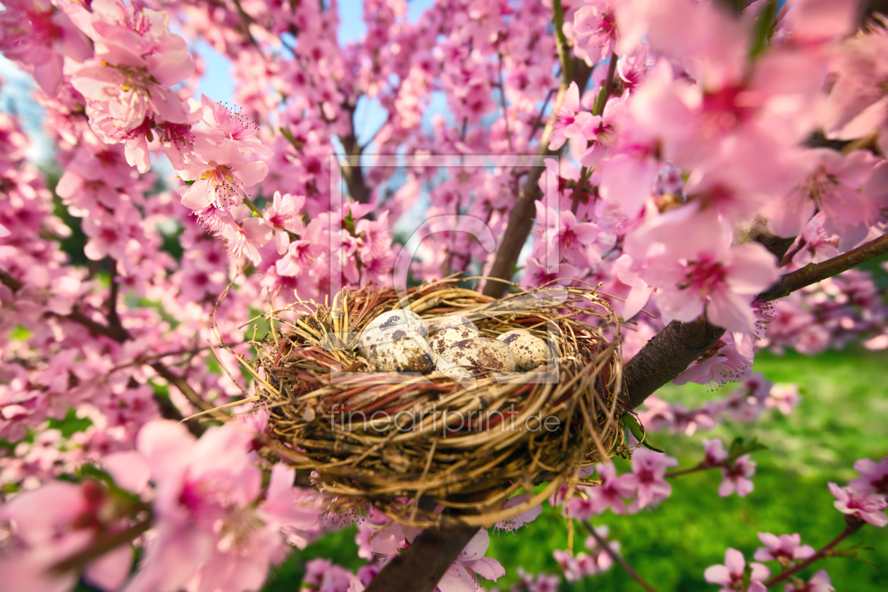 Bild-Nr.: 12106712 Vogelnest mit Eiern im blühendem Baum erstellt von Smileus