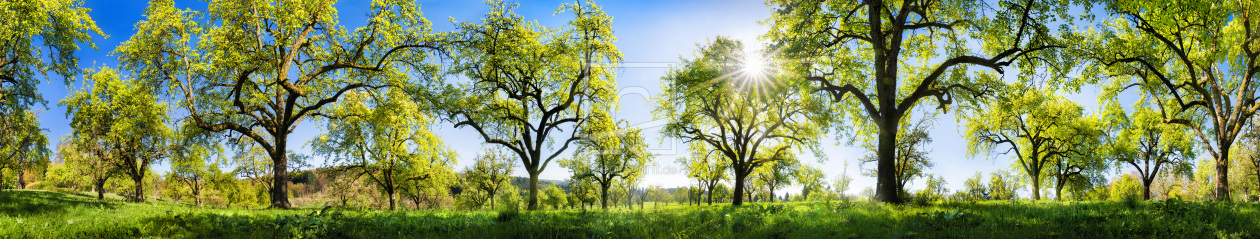 Bild-Nr.: 12106753 Obstbäume im Frühling - extra breites Panorama erstellt von Smileus