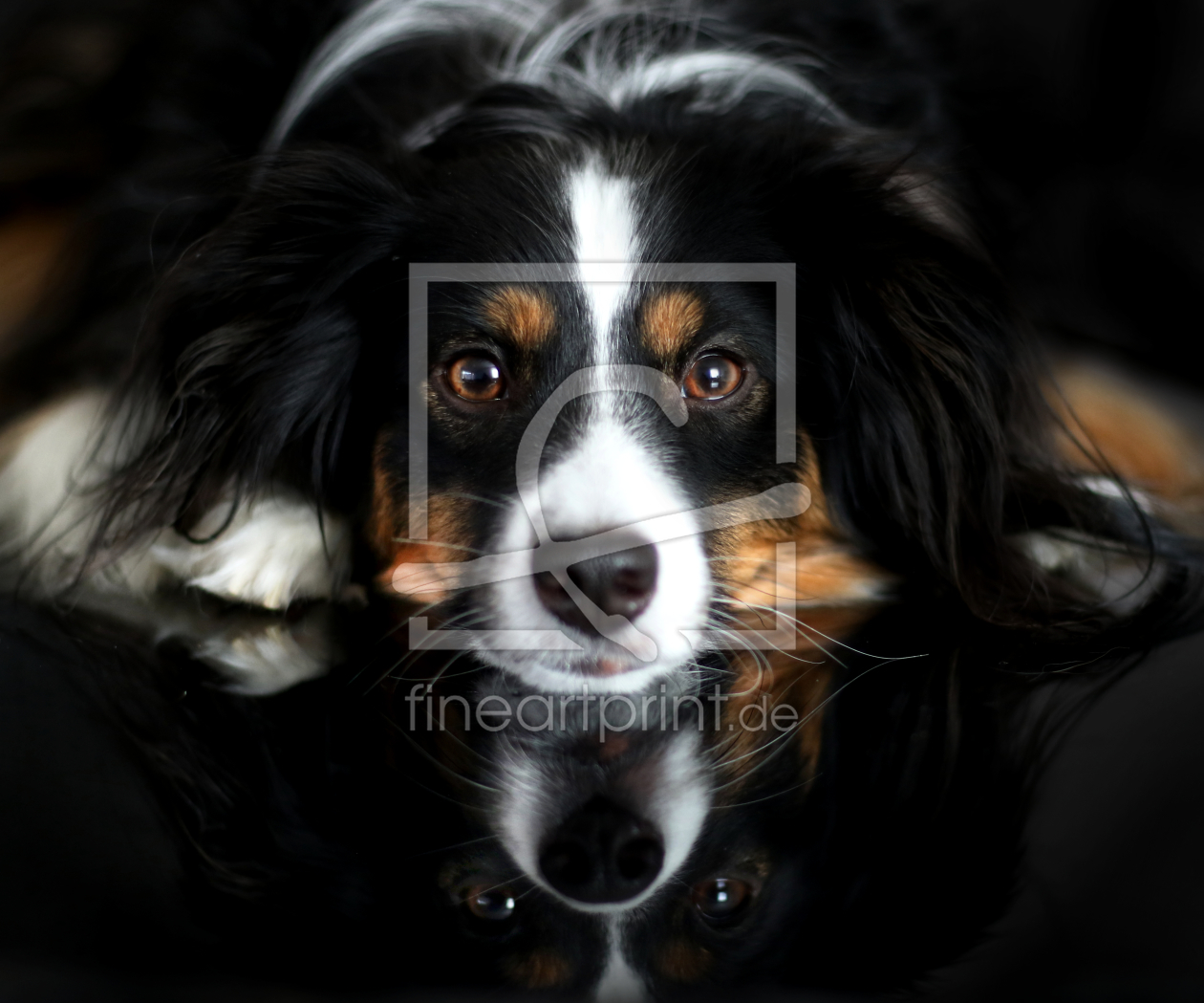 Bild-Nr.: 12106945 Australian Shepherd erstellt von Youlia