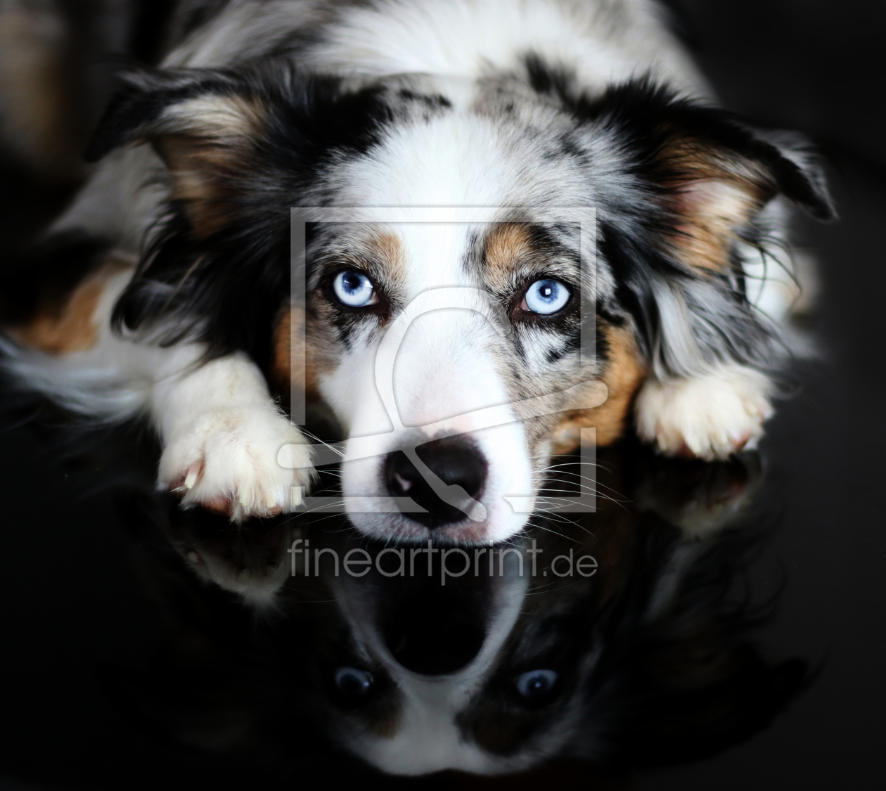 Bild-Nr.: 12106946 American Shepherd erstellt von Youlia