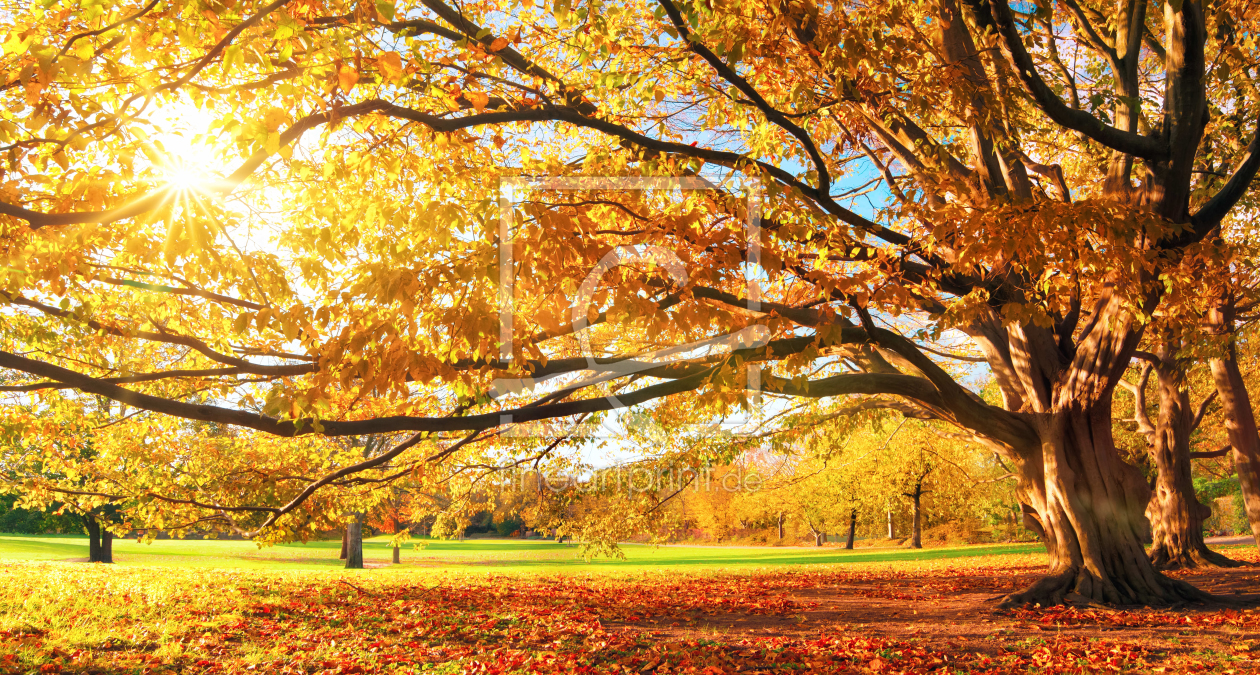 Bild-Nr.: 12107436 Herbst im Park mit großem Baum erstellt von Smileus