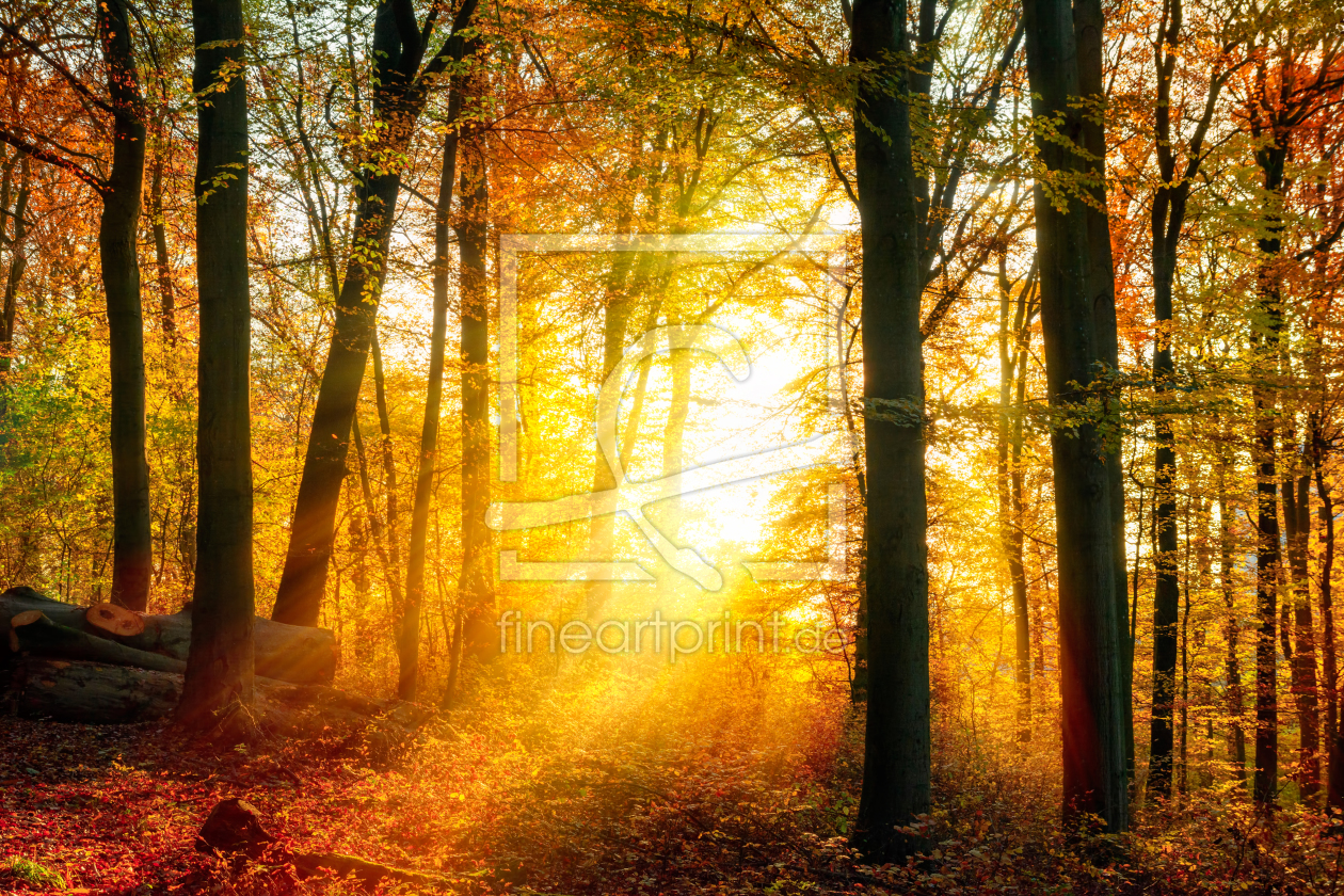 Bild-Nr.: 12107437 Zauberhafte herbstliche Lichtstimmung im Wald erstellt von Smileus