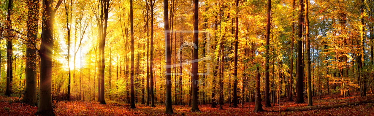 Bild-Nr.: 12107438 Wald Panorama mit Sonne im Herbst erstellt von Smileus