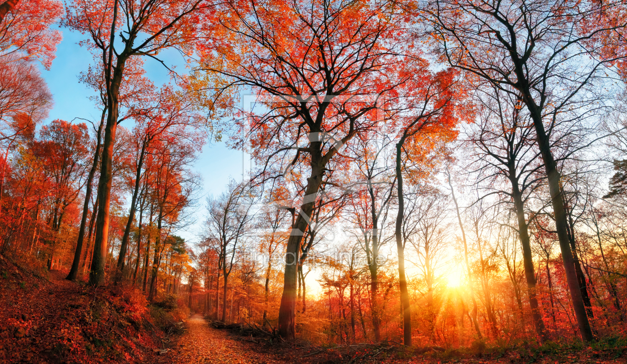 Bild-Nr.: 12107442 Autumn scenery with red foliage and blue sky erstellt von Smileus