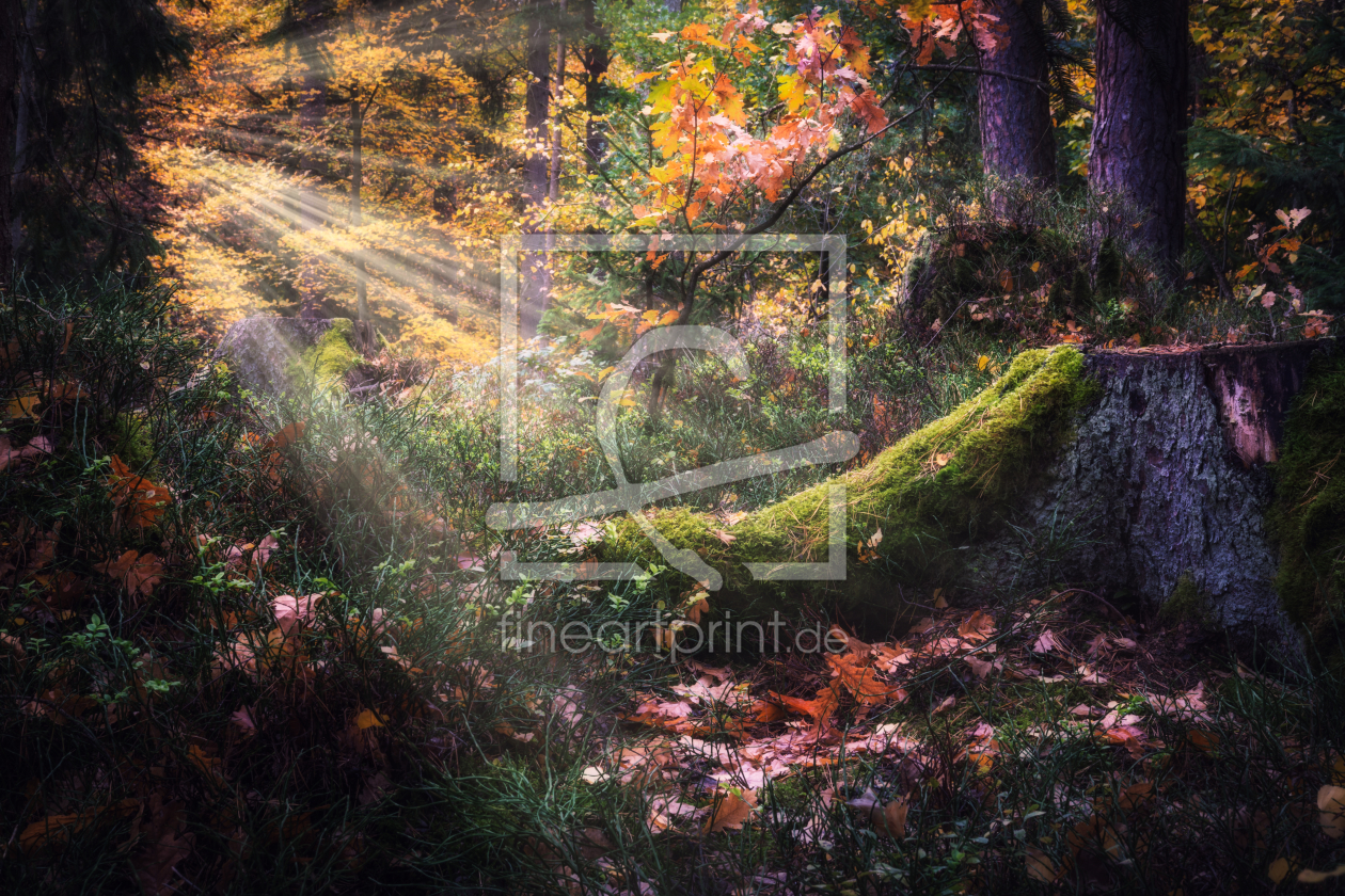 Bild-Nr.: 12107596 Sonnenstrahlen auf dem Waldboden erstellt von luxpediation