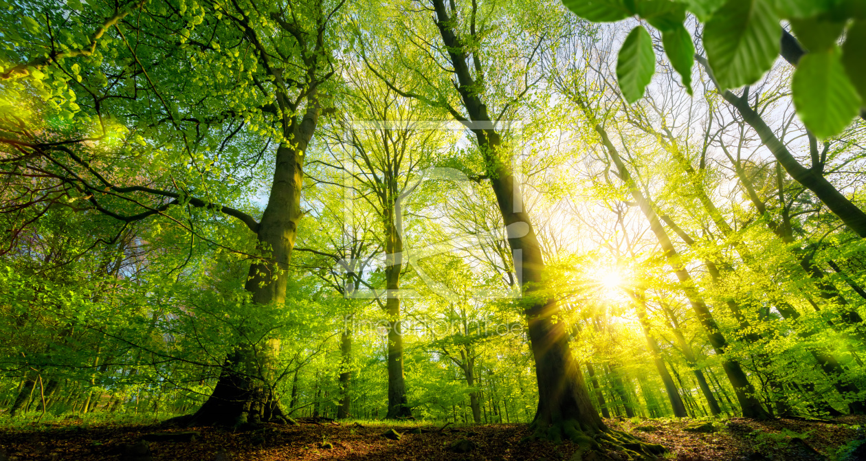 Bild-Nr.: 12107736 Sonne scheint durch grüne Laubbäume im Wald erstellt von Smileus