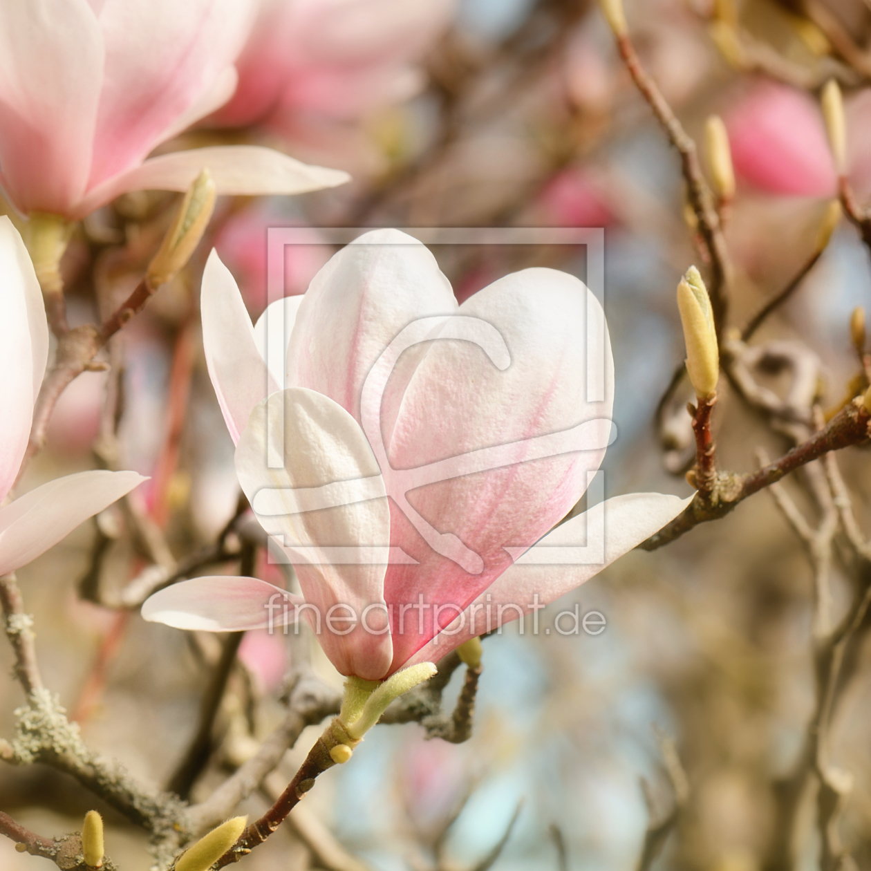 Bild-Nr.: 12107902 Magnolie erstellt von Atteloi