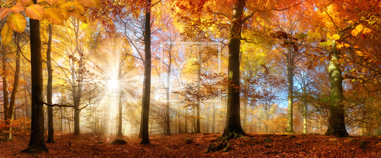 Bild-Nr.: 12108491 Die Sonne scheint durch Nebel im goldenen Wald erstellt von Smileus