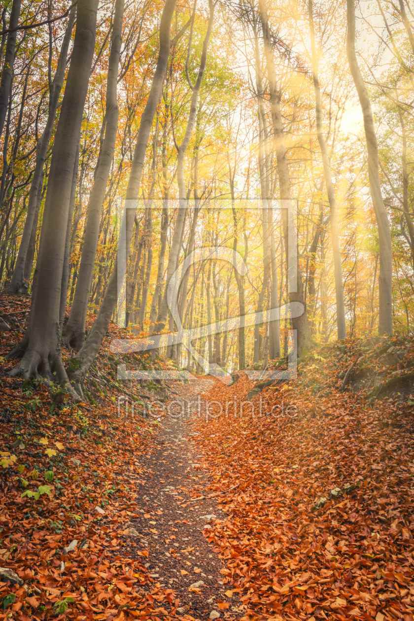 Bild-Nr.: 12108600 Sonnenstrahlen im Herbstwald erstellt von luxpediation