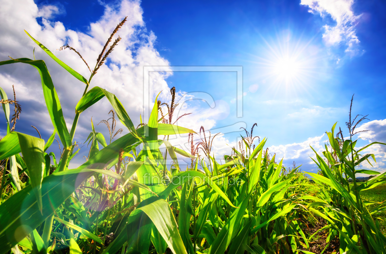 Bild-Nr.: 12108876 Feld mit blauem Himmel und Sonne erstellt von Smileus