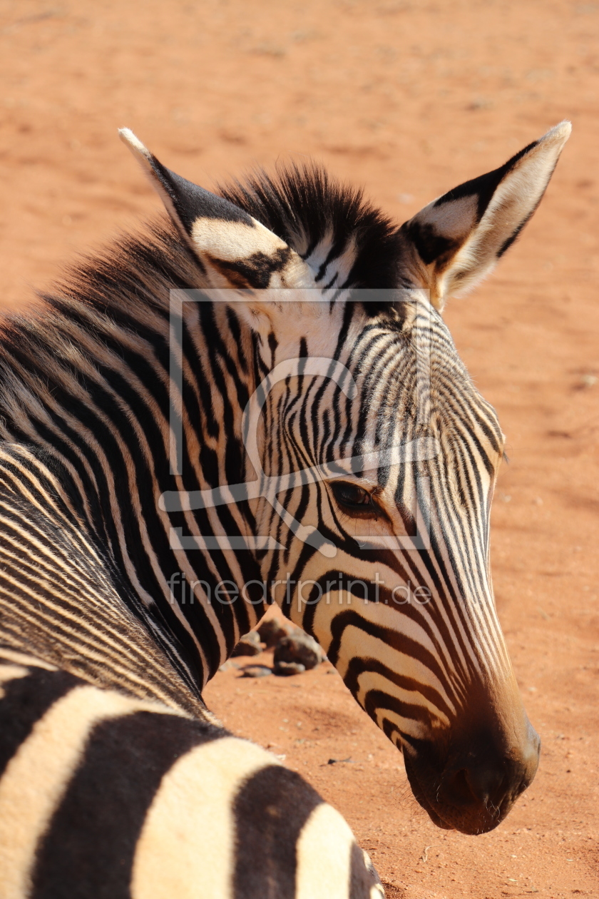 Bild-Nr.: 12109480 Zebra in Namibia erstellt von Nita-Pesco