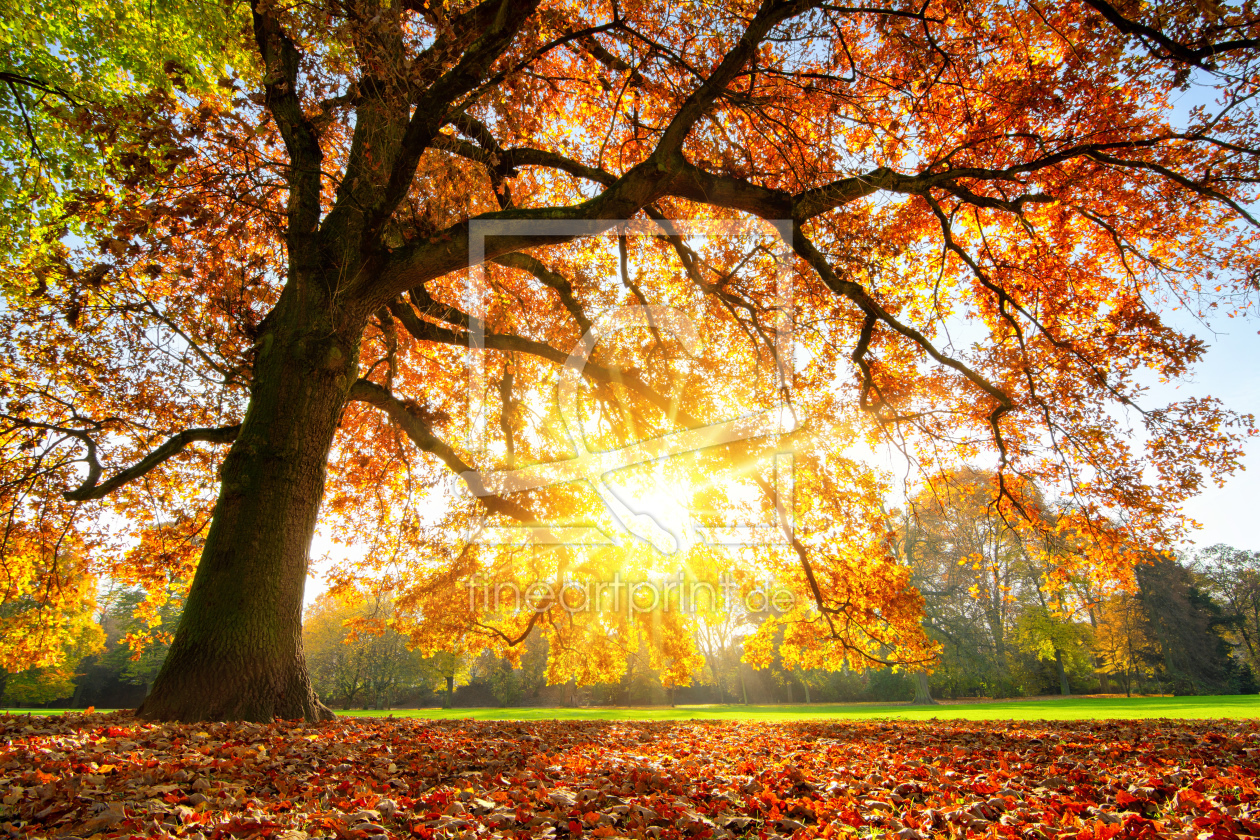 Bild-Nr.: 12113938 Alte Eiche im herbstlichem Sonnenuntergang erstellt von Smileus