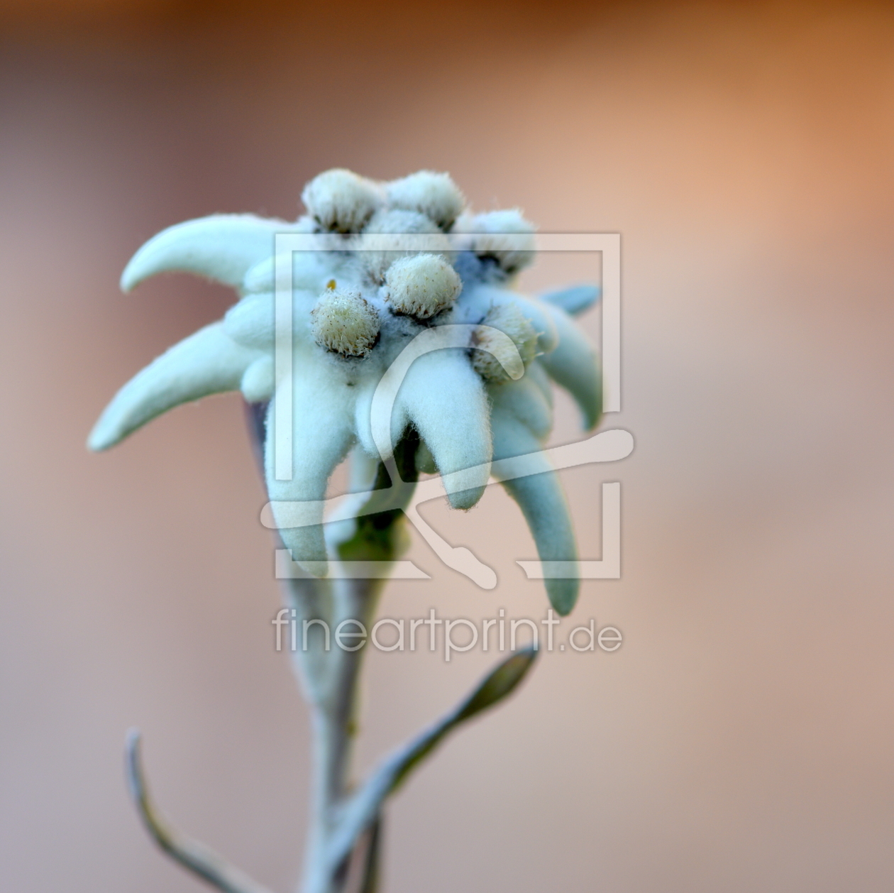 Bild-Nr.: 12115151 Edelweiss erstellt von GUGIGEI