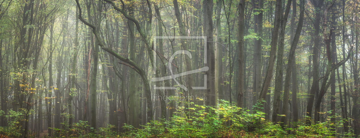 Bild-Nr.: 12115672 Alter Zauberwald im Nebel - Panorama erstellt von luxpediation