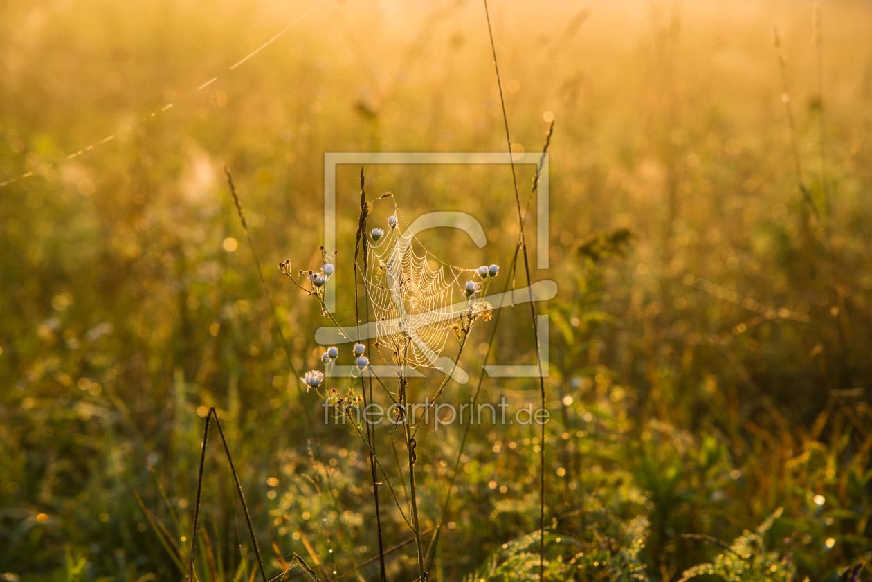 Bild-Nr.: 12118512 Sommermorgen erstellt von KundenNr-327281