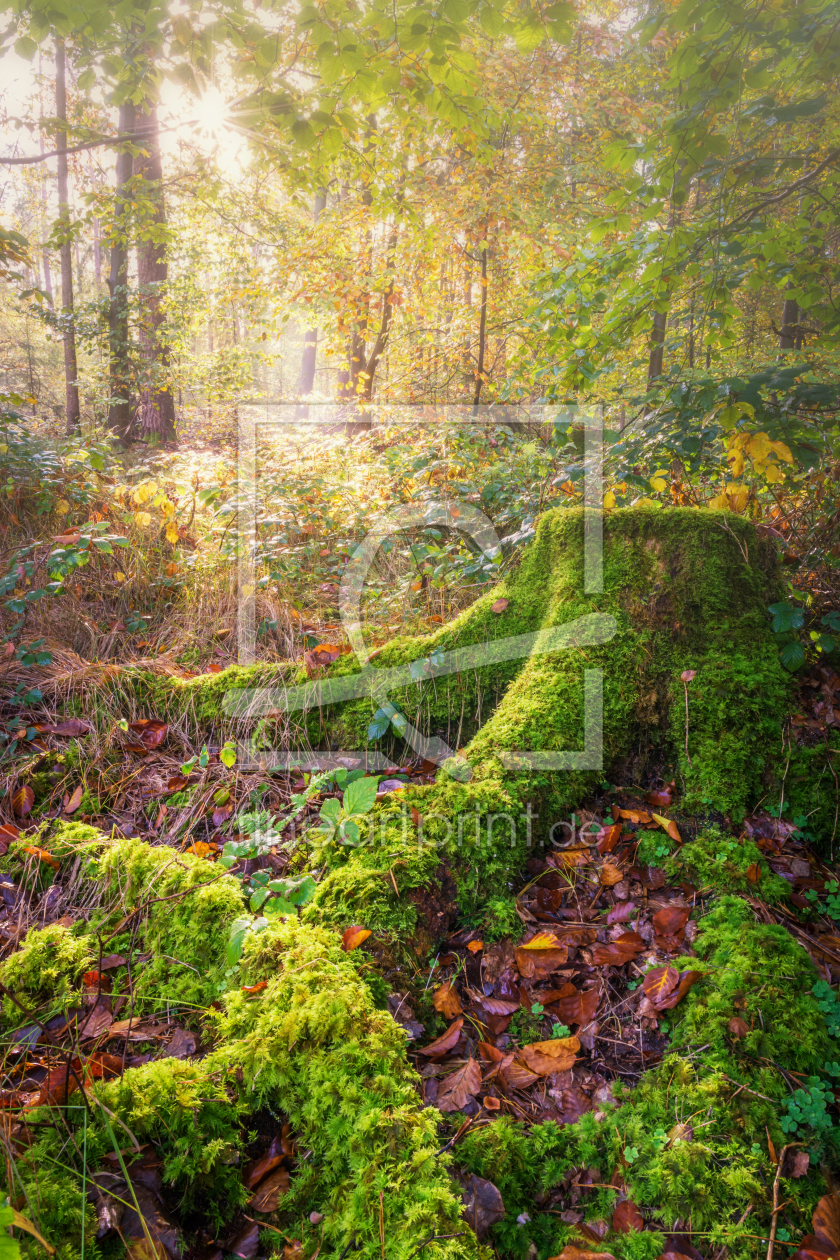 Bild-Nr.: 12122878 Wurzel im Wald erstellt von luxpediation