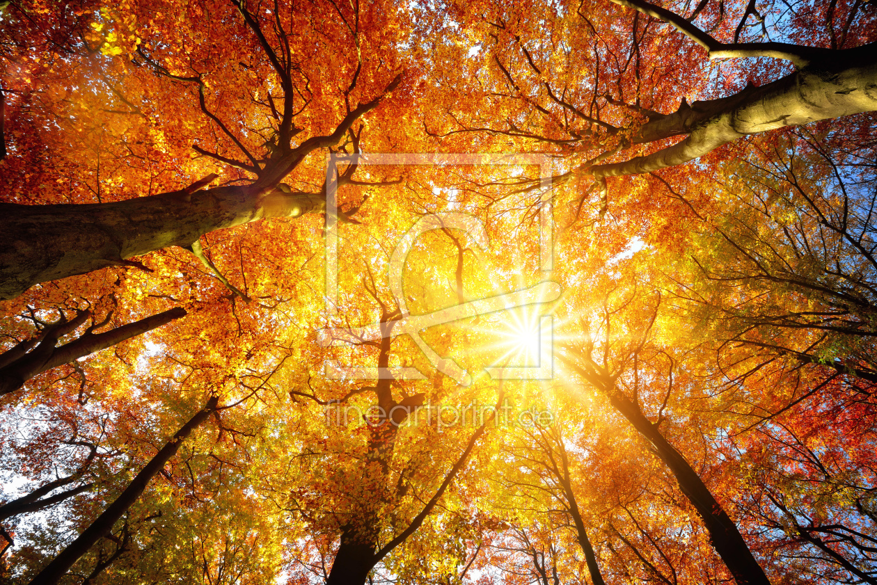Bild-Nr.: 12124421 Baumkronen von Buchen im Herbst erstellt von Smileus